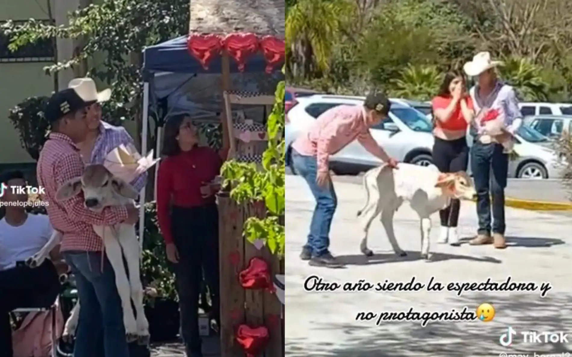 regalan becerro en san valentin